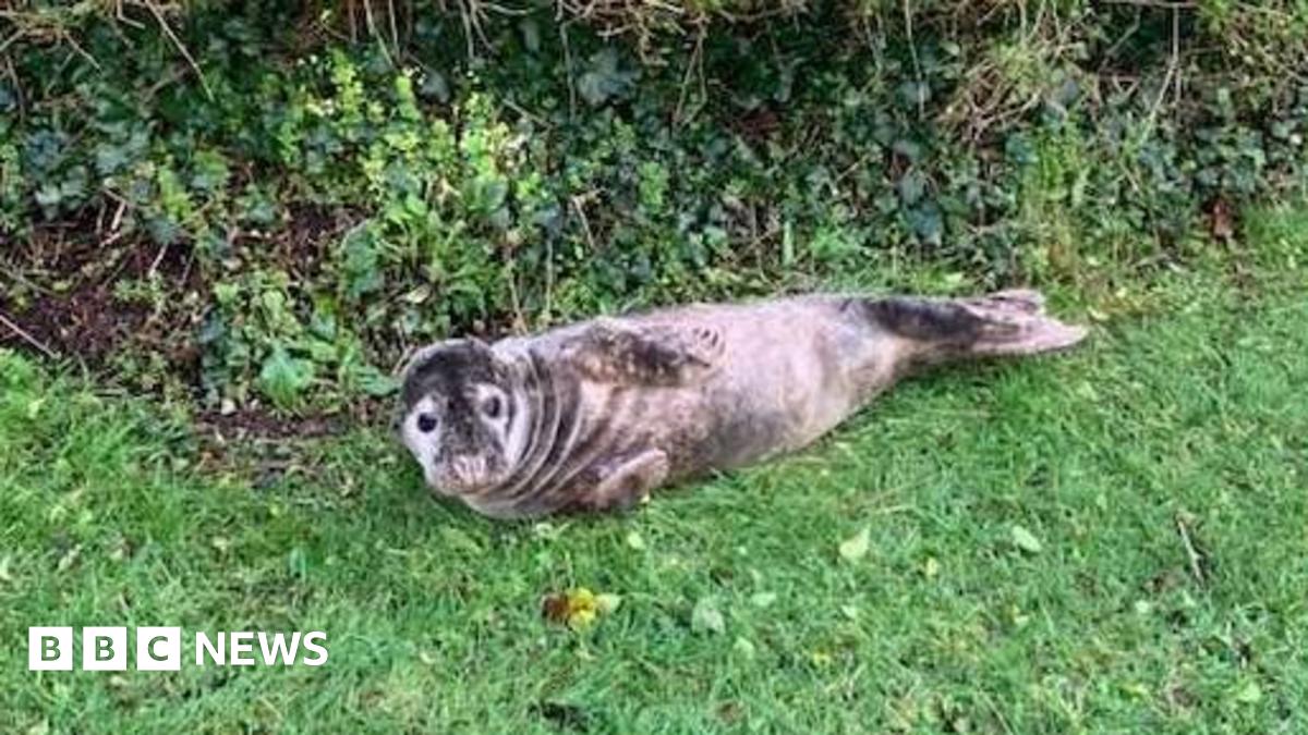 A seal pup in a garden on grass in front of hedge. The seal is grey and black coloured and looking at the camera.