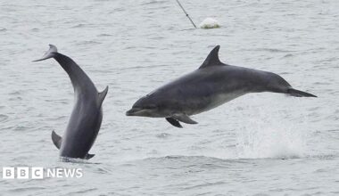 Two bottlenose dolphins leaping from the sea. One is horizontal to the sea, the other is perpendicular and is just dropping back into the water.