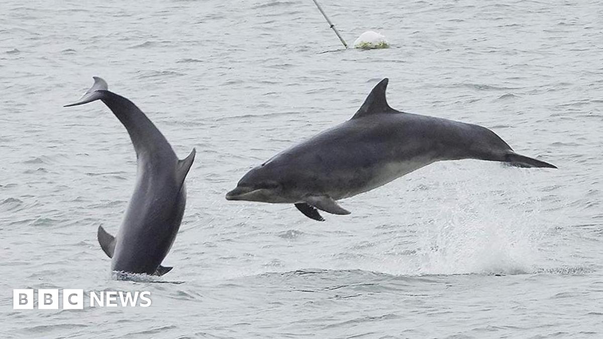 Two bottlenose dolphins leaping from the sea. One is horizontal to the sea, the other is perpendicular and is just dropping back into the water.