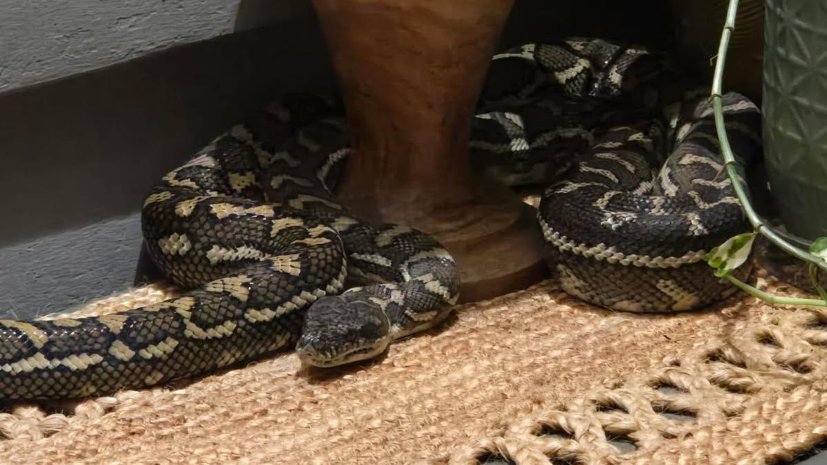 'Baby, don't move': Australian woman wakes to find massive python on her chest