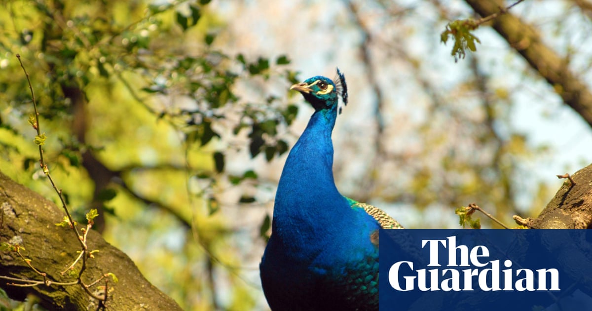 From scorpions to peacocks: the species thriving in London’s hidden microclimates | London