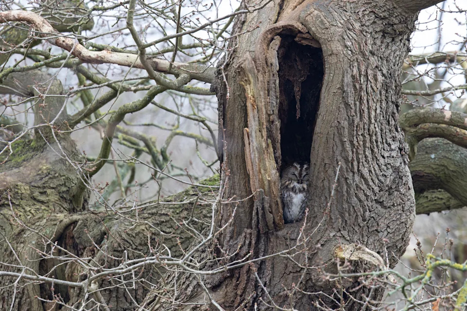 Tawny Owl (Strix aluco) roosting in slit in tree Norwich January 2025