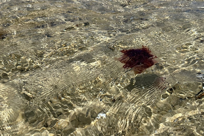 A lone lion's mane jellyfish in the water.