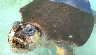 Sea Turtle Rescued After Predator Attack Returns to the Wild as a 3-Finned Pioneer