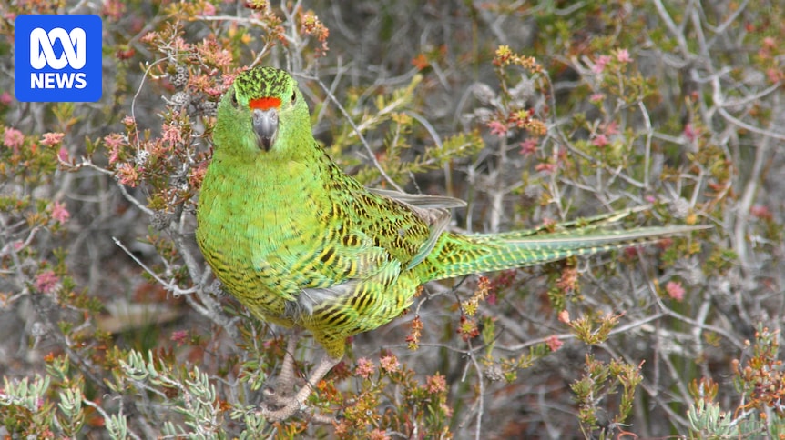 Scientists fear 30pc of critically endangered western ground parrot's habitat lost in bushfire