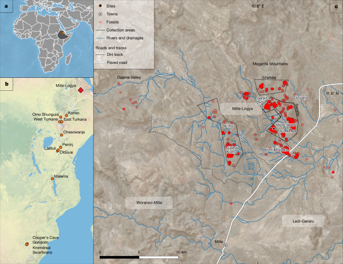 Afar fossil shows broad distribution and versatility of Paranthropus