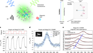 Quantum spin resonance in engineered proteins for multimodal sensing