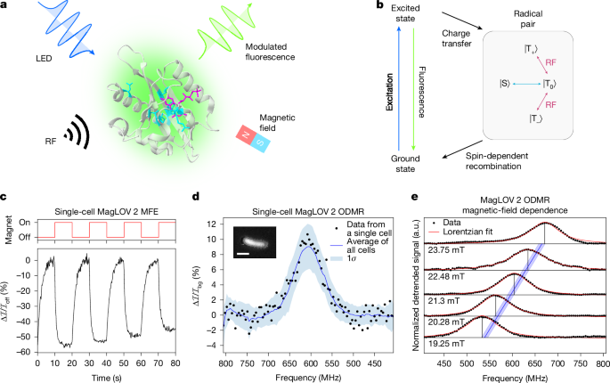 Quantum spin resonance in engineered proteins for multimodal sensing