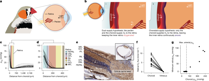 Oxygen-free metabolism in the bird inner retina supported by the pecten