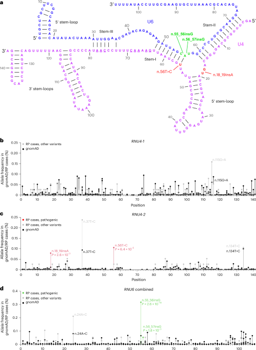 De novo and inherited dominant variants in U4 and U6 snRNA genes cause retinitis pigmentosa