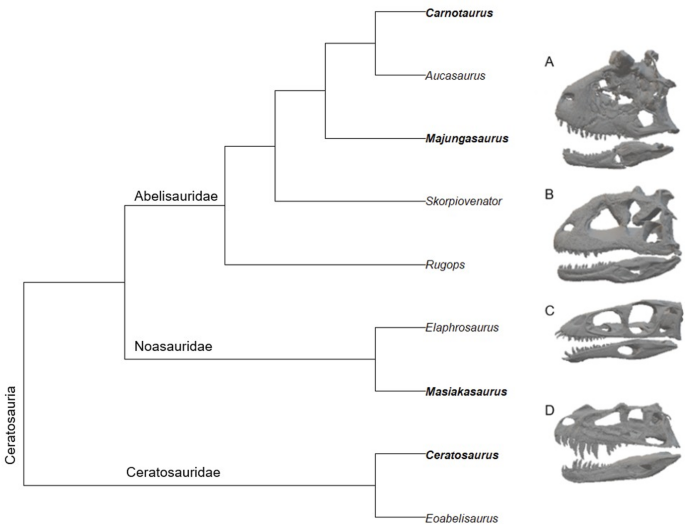 Southern hemisphere ceratosaurs evolved feeding mechanics paralleling those of Northern hemisphere tyrannosaurids