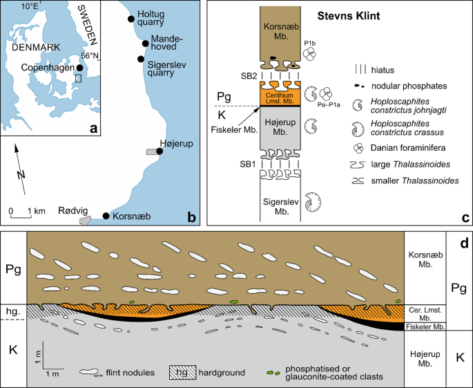 Ammonite survival across the Cretaceous–Paleogene boundary confirmed by new data from Denmark