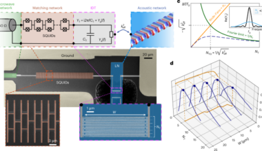 Approaching optimal microwave–acoustic transduction on lithium niobate using superconducting quantum interference device arrays