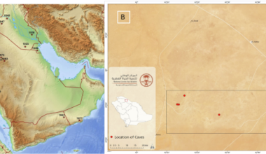 Mummified cave cheetahs inform rewilding actions in Saudi Arabia