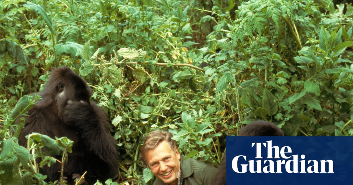 From Attenborough’s gorilla mayhem to TV’s first gay kiss: the 100 biggest moments from a century of television | Television