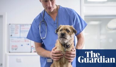 UK veterinary sector reforms planned to tackle high costs of pet care | Consumer affairs