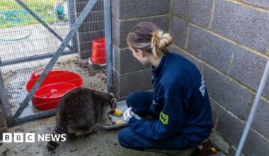 Abi Kemp has long brown hair tied back and is wearing RSPCA uniform. She is kneeling down to help feed the raccoon, which is very large.