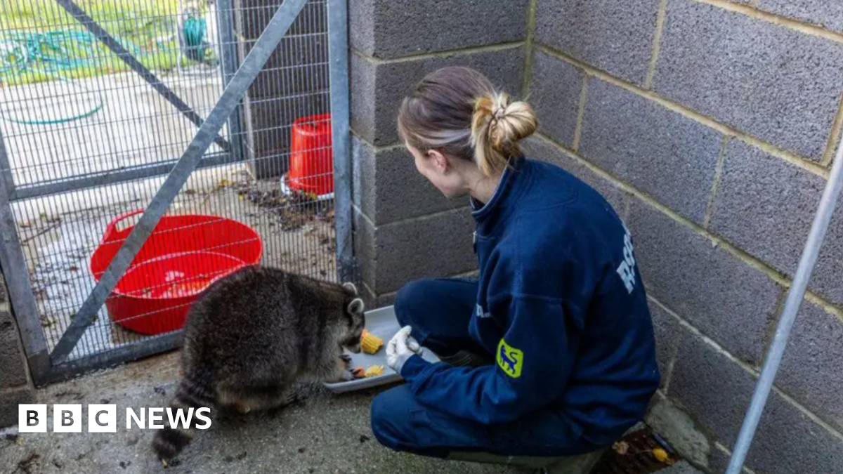 Abi Kemp has long brown hair tied back and is wearing RSPCA uniform. She is kneeling down to help feed the raccoon, which is very large.