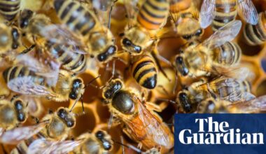 Seven environmental wins across the US in 2025 despite Trump-era reversals | Environment