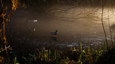 Chris Shelbourn A duck floats on a dark, misty pond surrounded by overhanging branches and dim golden light.