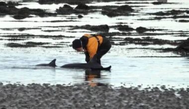 All dolphins saved after third mass stranding in three weeks at Clare harbour