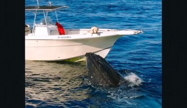 Humpback whale greets dog in heartwarming encounter off San Diego