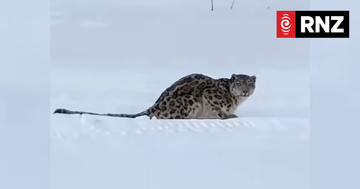 Snow leopard mauls skier in China’s Xinjiang region