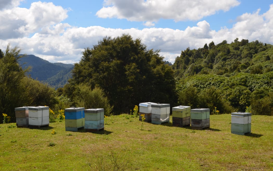 Hives in Te Urewera.