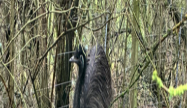 The photo shows a small brown emu hiding in a woodland. There are a number of trees surrounding it. It's standing in front of a wire fence.