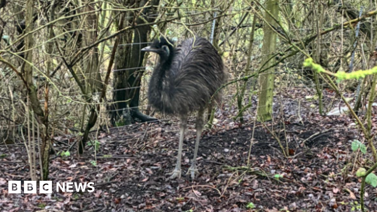 The photo shows a small brown emu hiding in a woodland. There are a number of trees surrounding it. It's standing in front of a wire fence.