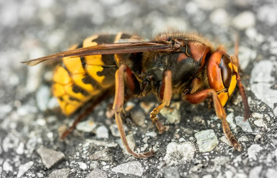 <p>tzuky333/Shutterstock</p>