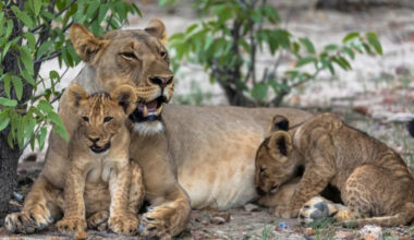 Mother Lion Trying to Nap While Cubs Play With Her Tail Is So Relatable