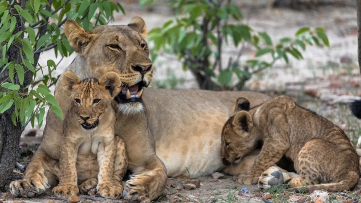 Mother Lion Trying to Nap While Cubs Play With Her Tail Is So Relatable