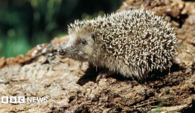 A hedgehog sitting on a log.