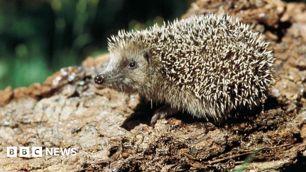 A hedgehog sitting on a log.