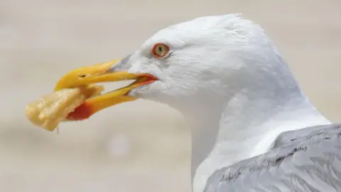 Getty Images A gull with food in its mouth, it has a large white head and a bright yellow beak