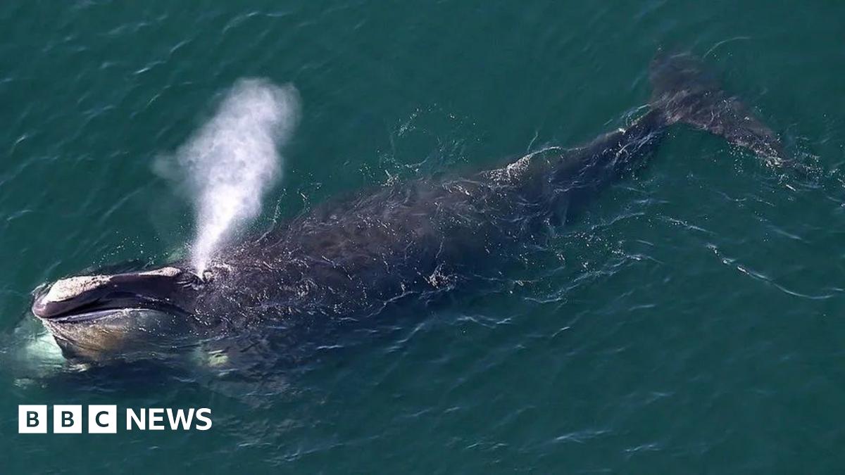 North atlantic right whale swimming