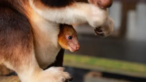 Chester Zoo The Goodfellow's tree kangaroo joey has an orange fur face and is poking its head out of its mother's pouch