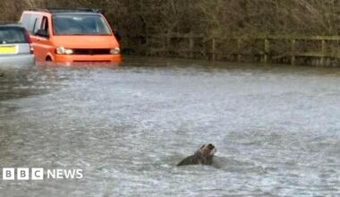 Roxy, a white and brown jack Russell type puppy, is being rescued. Her fur is wet after she was washed down a flooded river. Someone is leaning over her drying her with a brown towel. She is lying in a padded yellow carrier.
