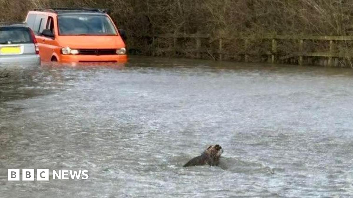 Roxy, a white and brown jack Russell type puppy, is being rescued. Her fur is wet after she was washed down a flooded river. Someone is leaning over her drying her with a brown towel. She is lying in a padded yellow carrier.
