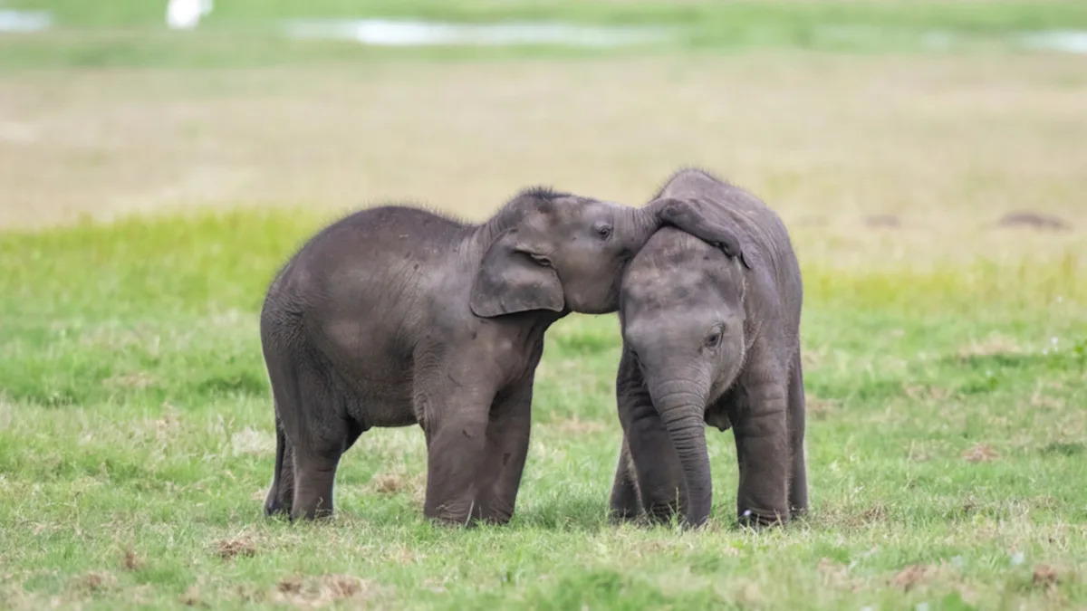 Baby Elephants Practicing Their Fighting Moves Is the Content We’re Here For