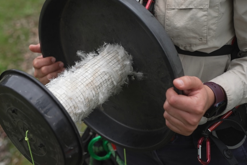 A specially made cage between two round pieces of black plastic, is filled with white feathers.