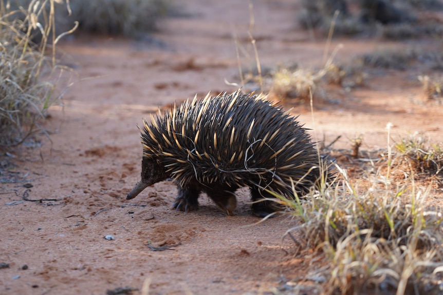 An echidna walks across a dirt track