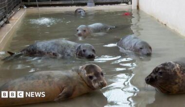 Six seals in a shallow, narrow pool, alongside a buoy and a football.