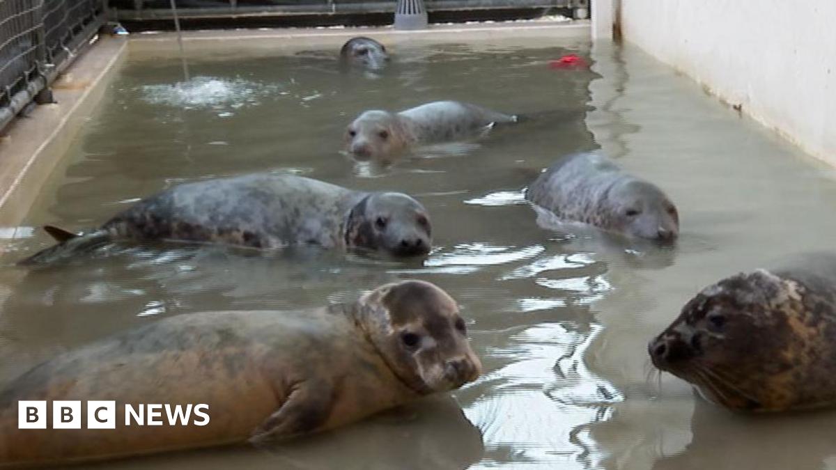 Six seals in a shallow, narrow pool, alongside a buoy and a football.