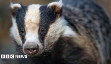 A close-up shot of a black and white badger. The background of the image is blurred out