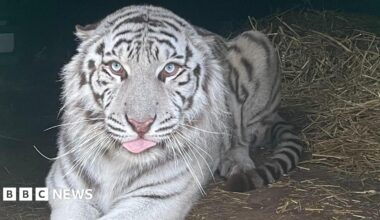 A tiger with predominantly white fur and dark grey stripes is lying down on ground covered in straw. He is looking directly into the camera, has light blue eyes and his tongue is poking out slightly.