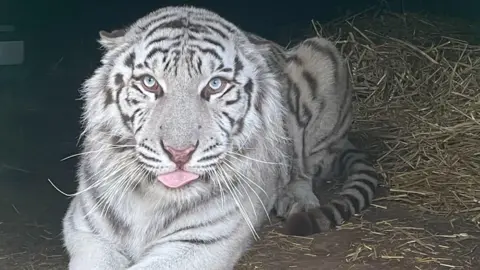 Animal rescue in Ukraine A tiger with predominantly white fur and dark grey stripes is lying down on ground covered in straw. He is looking directly into the camera, has light blue eyes and his tongue is poking out slightly.
