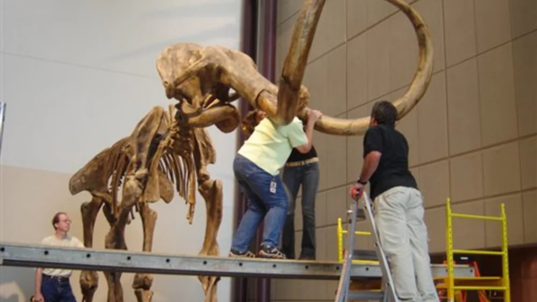 70 years of scientific error in a museum—bones attributed to a mammoth turn out to belong to a completely different animal