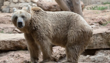 Moment Rescued Bear Family Takes First Steps Outside Has Us Crying Happy Tears